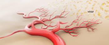 angiogenese-uitleg