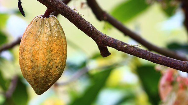 cacao-vrucht-aan-de-boom
